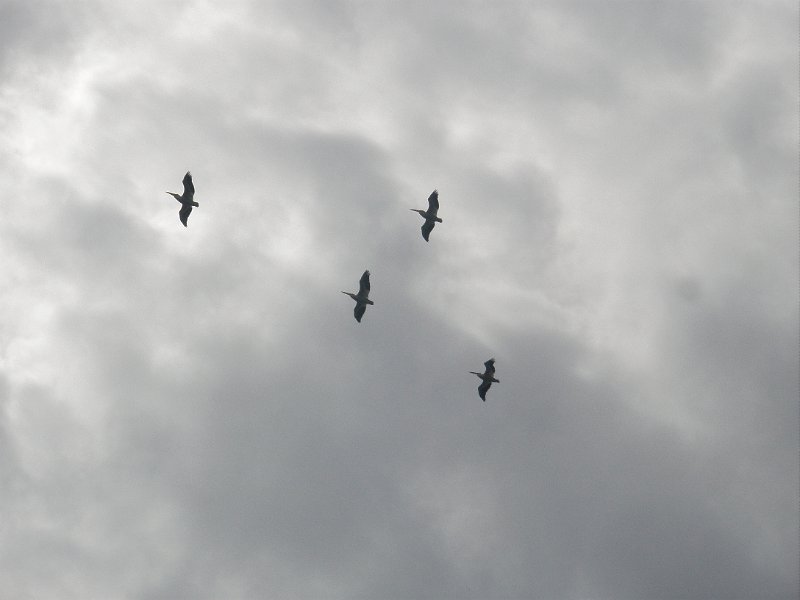 Trip (66).jpg - White pelicans flew above us as we rafted down the Snake River.